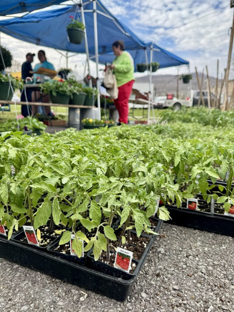 Container plants with people at a purchase booth blurred in the background
