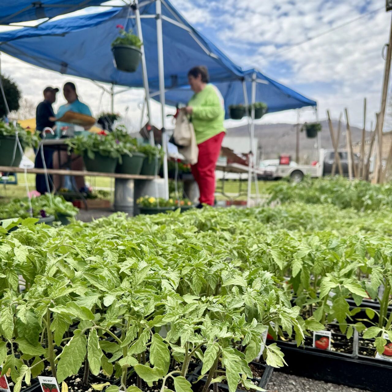 Container plants with people at a purchase booth blurred in the background 